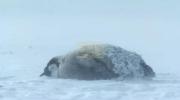 Baby Penguins Battle Fierce Storm.