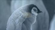 Main image for Baby Penguins Battle Fierce Storm.