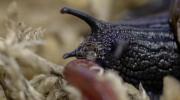 Main image for Rare New Zealand Snail Lays Egg from Its Neck.