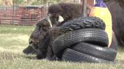 Meet Ice Age Survivors at Musk Ox Farm.