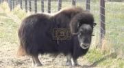 Main image for Meet Ice Age Survivors at Musk Ox Farm.