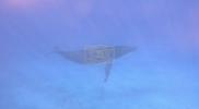 Main image for Divers Stunned as 'Singing' Whale Serenades Them.