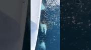 Main image for Orca Repeatedly Attacks Yacht.