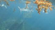 Main image for Close Call: Tiger Shark Sneaks Up on Spearfishers Off Western Australia Coast.