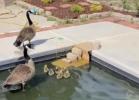Main image for Man Builds Mini Stairway for Stranded Baby Geese.