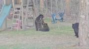 Main image for Unexpected Backyard Visitors: Connecticut Family Surprised by Bears Having Fun on Swing Set.