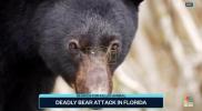 Main image for Authorities Investigate First Fatal Bear Attack in Florida History. 