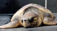 Main image for Loggerhead Turtle 'Amadora' Returns to Ocean After Swallowing 10cm Fishing Hook.