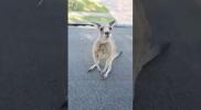 Main image for Curious Kangaroo Gets Up Close and Personal with Camera in Adorable Encounter.