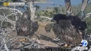 Main image for Big Bear Eaglets Sunny and Gizmo Are Growing Up Fast!