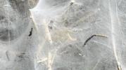 Main image for Giant Cobwebs Appear on Streets Around Britain.
