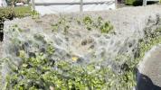 Giant Cobwebs Appear on Streets Around Britain.