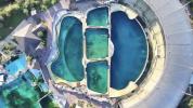 Main image for Abandoned Orca Left in Filthy Pool at Park.