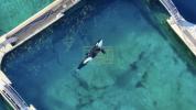 Abandoned Orca Left in Filthy Pool at Park.