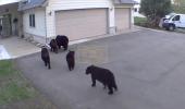 Main image for Family of Bears Caught Scoping Out House. 