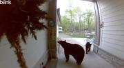 Family of Bears Caught Scoping Out House. 