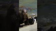 Main image for Stranded Penguin Defies Odds in Dramatic Survival Fight.