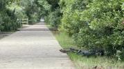 Main image for Massive Alligator Startles Visitors as It Strolls Along Walkway.