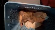 Main image for Thai Police Rescue Trafficked Baby Orangutans. 