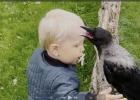 Main image for Sweet Crow Waits Daily for His Best Friend to Return From Kindergarten.