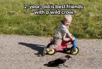 Sweet Crow Waits Daily for His Best Friend to Return From Kindergarten.