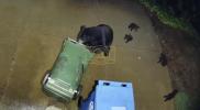 Main image for Mama Bear and Cubs Caught in Trash Raid.