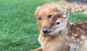 Main image for Wild Deer and Dog Celebrate 11 Years of Friendship. 