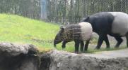 Main image for Baby Tapir's Adorable Session.