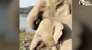 Main image for Rescued Baby Elephant Finds Love With a New Mom.