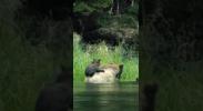 Main image for Grizzly Bear Cubs Hone Survival Skills From Mom. 