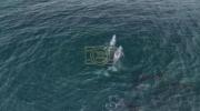 Main image for Rare Sighting of Gray and Humpback Whales Together!