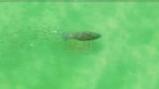 Main image for Manatee Freely Swims and Is Chased by a Train of Fish. 