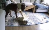 Main image for Boxer Dog Saves French Bulldog Who Was Having Seizure.