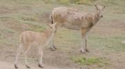 Main image for &ldquo;Extinct" Deer Spotted Alive in Wild. 