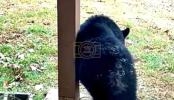 Main image for Backyard Bear Lounging Getting Too Comfortable. 