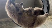 Main image for Rescued Syrian Brown Bear Relaxes in Swing.