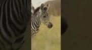 Main image for Baby Zebras Steal Hearts With Their Big Personalities.
