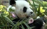 2 Pandas Returning to China After 11 Years in Malaysia. 