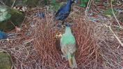 Main image for Cheeky Birds Steales To Impress.
