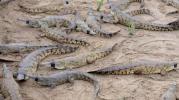 Scientists Fight to Save the Crocodile From Extinction.