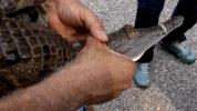 Main image for Scientists Fight to Save the Crocodile From Extinction.