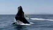 Main image for Whales and Dolphins Join the Shows on Catalina Island tour. 