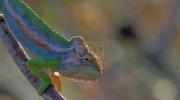 Main image for Watch this Cameleon Deliver Babies in Tree. 
