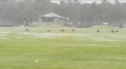 Main image for Kangaroo Mob Bounces Through Flooded Field.