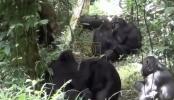 Main image for Chimps Perform First Aid on Each Other.