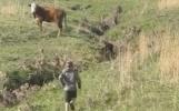 Main image for 9-Year-Old Hero Saves Trapped Calf.