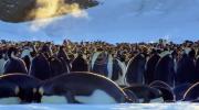 Main image for Penguin Chick Learns to Make Friends.
