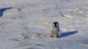Penguin Chick Learns to Make Friends.