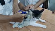 Main image for Cat Used in Prison Drug Smuggling Attempt.