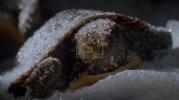 Main image for How Baby Painted Turtles Freeze Solid.